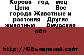 Корова 1 год 4 мец › Цена ­ 27 000 - Все города Животные и растения » Другие животные   . Амурская обл.